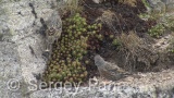 Video of Alpine Accentor - Alpine Accentor finding insects in the top of the mountain.<a href=